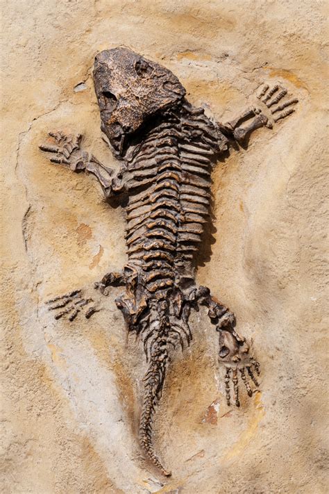 Dinosaur fossilization - When people think of dinosaurs, their immediate response is to picture a massive, scaly monster running after its prey while emitting a terrifying roar. Perhaps the prompt brings t...